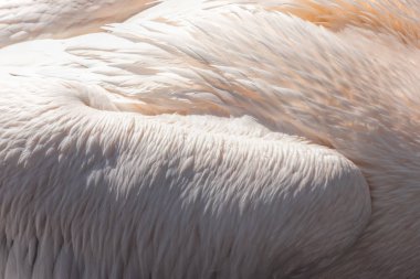 white pelican in Namibia clipart