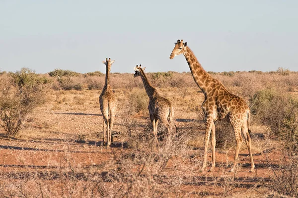 Zsiráfok Namíbiában Nap Mint Nap — Stock Fotó
