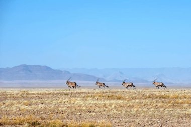 Namib Çölünde Afrika antilobu sürüsü