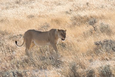 Namibya 'da dişi aslan.