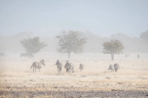 Zebras Namíbia Tiro Horário Dia — Fotografia de Stock
