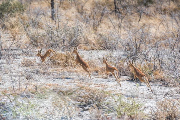 Damara Dik Dik Namibia — Stock fotografie