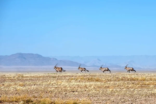 Stado Oryksów Pustyni Namib — Zdjęcie stockowe