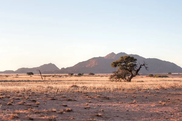 Acacias Montaña Desierto Namib —  Fotos de Stock