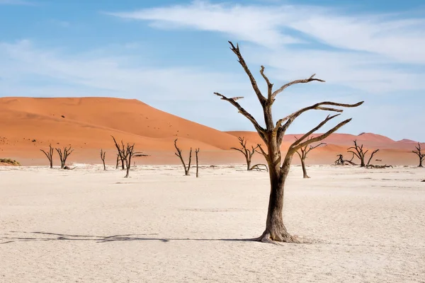 Mrtvé Stromy Parku Naukluft Namibii — Stock fotografie