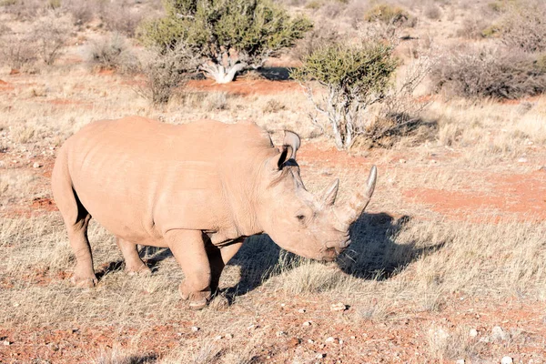 Rinoceronte Branco Namíbia — Fotografia de Stock