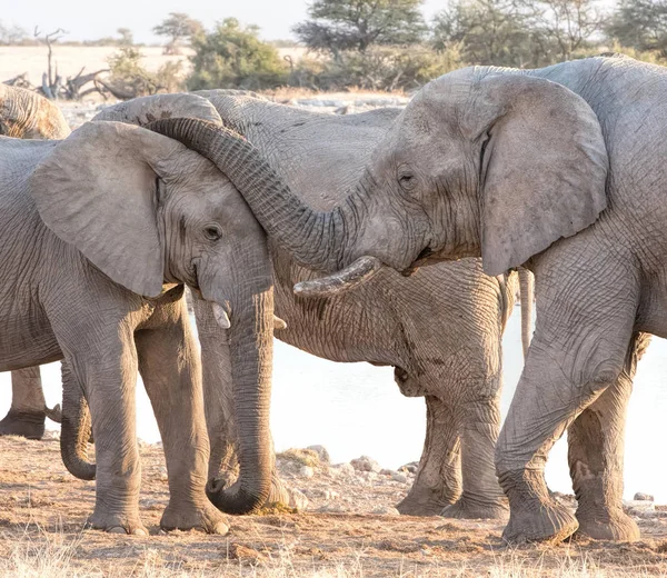 Elephants Namibia Day Time Shot — Stock Photo, Image