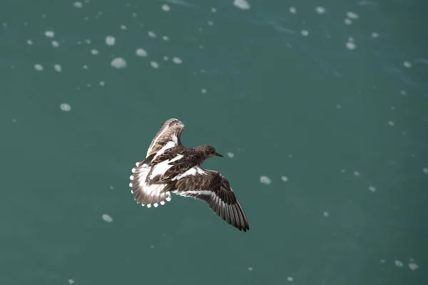 Turnstone Flight Close Shot — Stock Photo, Image