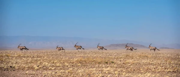 Troupeau Oryx Dans Désert Namibien — Photo