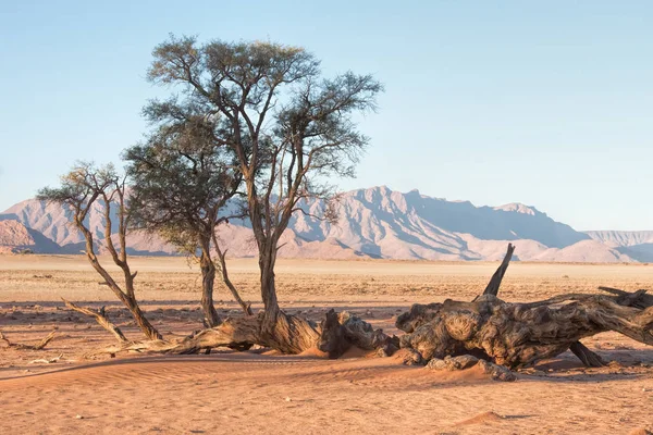 Acacias Montaña Desierto Namib — Foto de Stock