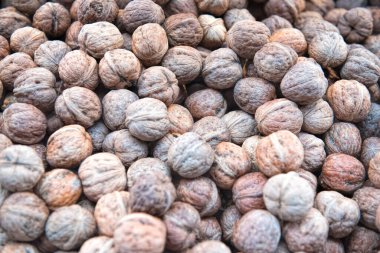 fındık yakın çekim