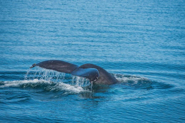 Ballena Fiordo Dalvik — Foto de Stock