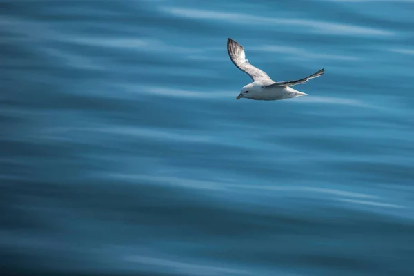 Goeland Vuelo Sobre Agua — Foto de Stock