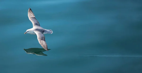 Goeland Vuelo Sobre Agua —  Fotos de Stock