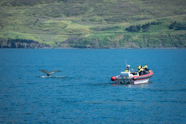 Baleine Dans Fjord Dalvik — Photo