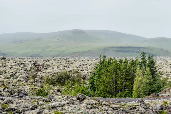 Lava Field Iceland — Stock Photo, Image