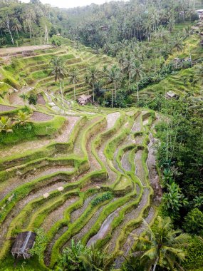 Pirinç Tegallalang Bali kuzeyde teraslar..