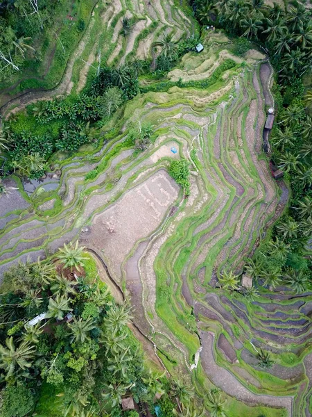 Рисовые Террасы Тегаллаланг Севере Бали — стоковое фото