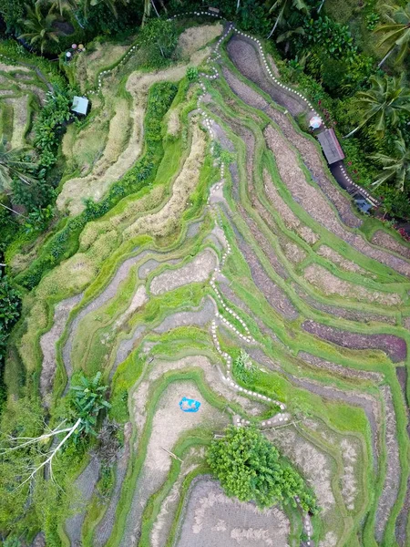 Risterasserna Tegallalang Norra Delen Bali — Stockfoto