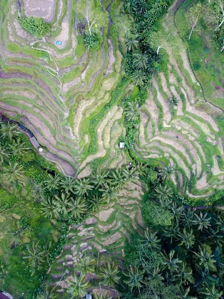 Rice Terraces Tegallalang North Bali — Stock Photo, Image