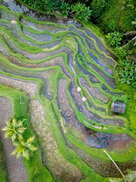 Rice Terraces Tegallalang North Bali — Stock Photo, Image