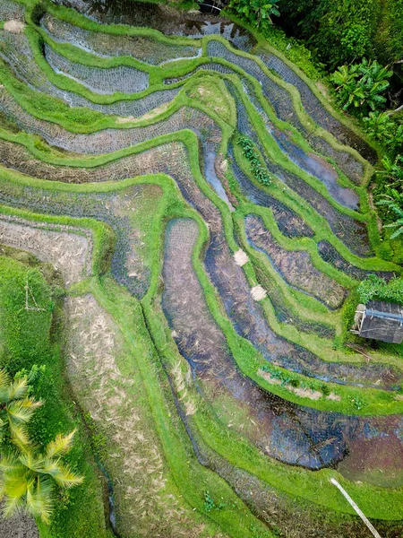 Rice Terraces Tegallalang North Bali — Stock Photo, Image