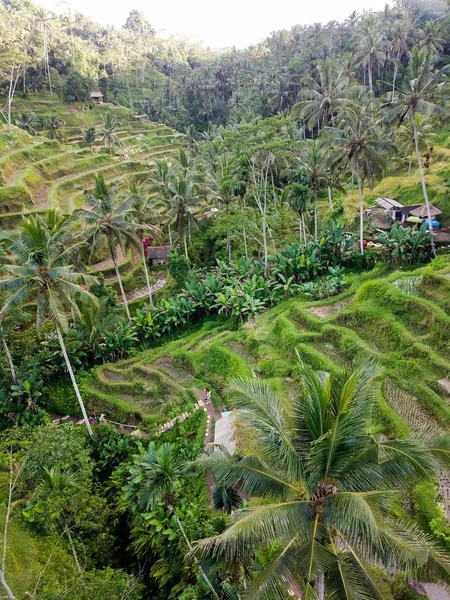 Pirinç Tegallalang Bali Kuzeyde Teraslar — Stok fotoğraf