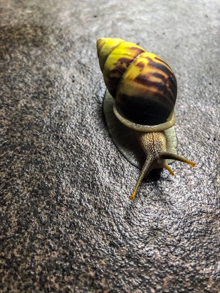 Yellow Brown Snail Crawls Tiled Floor — Stock Photo, Image