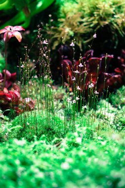 İnce ve yumuşak dalları küçük bir bitki. Makro fotoğrafçılık.