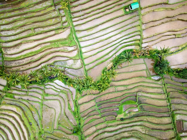 Terraços Arroz Sem Arroz Bali Mês Janeiro Tiro Topo Com — Fotografia de Stock