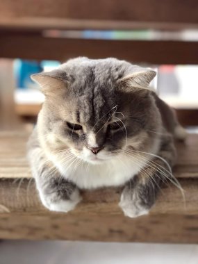 Büyük bir üzücü Gri kedi portresi. Yalanlar üzerine bir ahşap Bank.