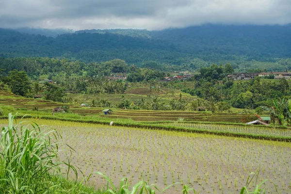 Рисовые Террасы Бали Молодой Рис Ясная Погода Вид Сбоку Пространством — стоковое фото