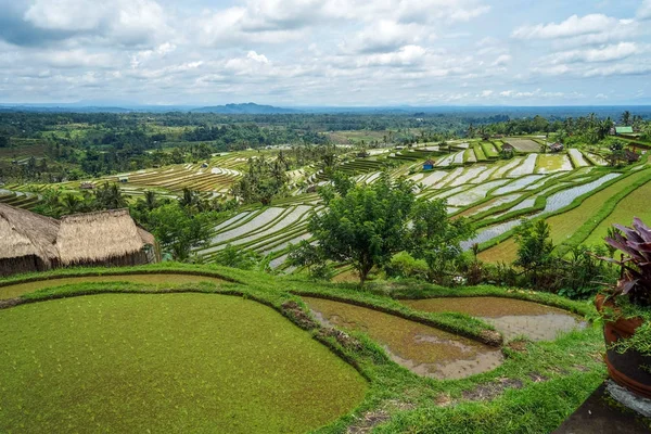 Рисовые Террасы Бали Молодой Рис Ясная Погода Вид Сбоку Пространством — стоковое фото