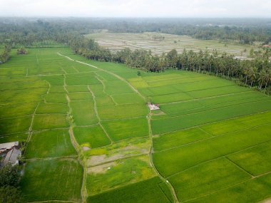 Alanları pirinç, palmiyeler, yol mesafe içine gidiyor. Bir alanda yalnız küçük evi ayakta. Bali Adası. Havadan alınan. Kopya alanı ile Üstten Görünüm