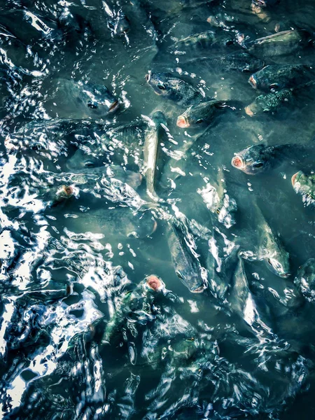 A pond with a lot of fish that stuck out their heads and asked for food. Dark water.