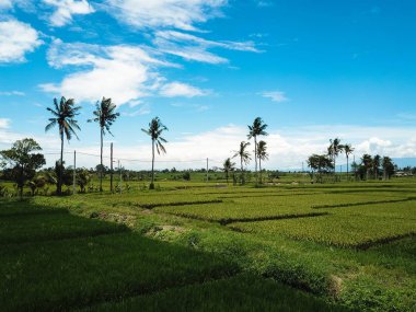 Avuç içi pirinç tarlaları ve mavi gökyüzü yolda bir gölge düşürdü. Ufukta okyanus görebilirsiniz. Bali Adası.