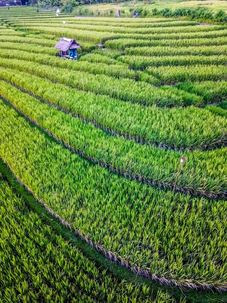 Evi ile dokulu pirinç tarlaları çevrilidir. Havadan görünümü