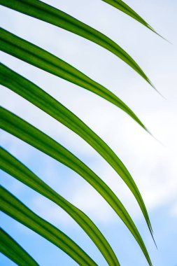 Yeşil palmiye mavi gökyüzü arka planda yakın mesafeden fotoğraflandı bırakır. Büyük yaz kartpostal veya sunum yapmak kopya alanı ile Üstten Görünüm