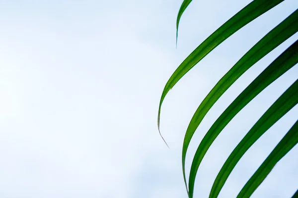Feuilles Palmier Vert Photographiées Près Dans Fond Ciel Bleu Vue — Photo