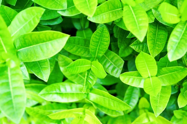 Light green foliage of a healthy plant with leaves. High key, horizontal background or banner. Background texture of tropical nature. Top view with blurred back