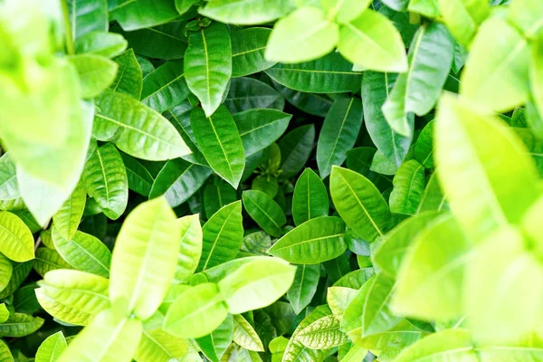 Светло Зеленая Листва Здорового Растения Листьями Высокий Ключ Горизонтальный Фон Лицензионные Стоковые Фото
