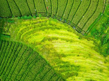 Pirinç tarlaları Bali Adası. Pirinç terasları sıradışı formları. Pirinç tam olarak olgunlaşmış ve thrummed. üretim öncesi saat. Kopya alanı ile havadan görünümü