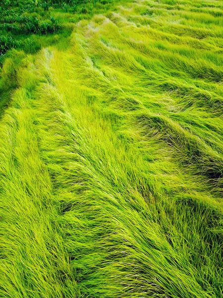 バリ島の田んぼ 棚田の珍しい形態 米は完全に熟成 Thrummed 運用前の時間 コピー スペースを空撮 — ストック写真