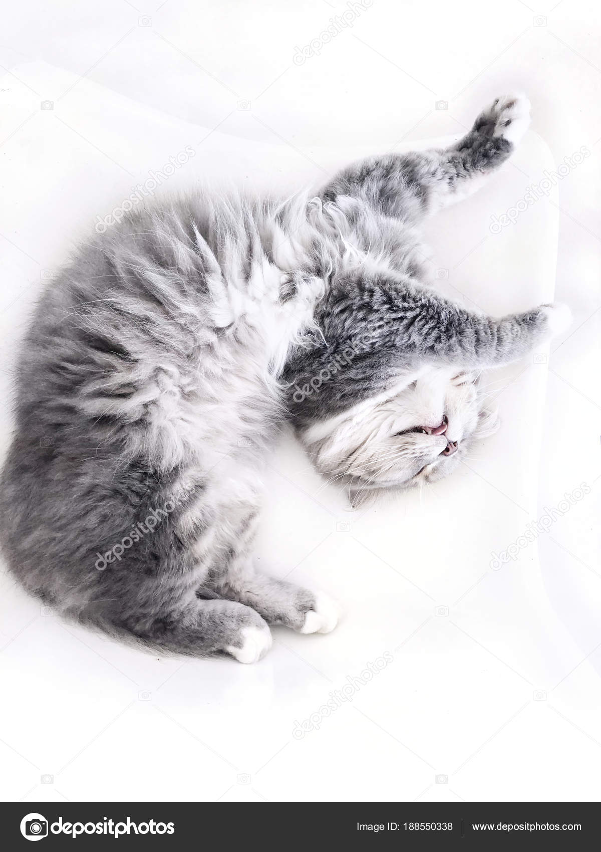 Chat Gris Paresseux Couche Sur Dos Dort Ouvre Bouche Sors Image Libre De Droit Par Krasnielapki C