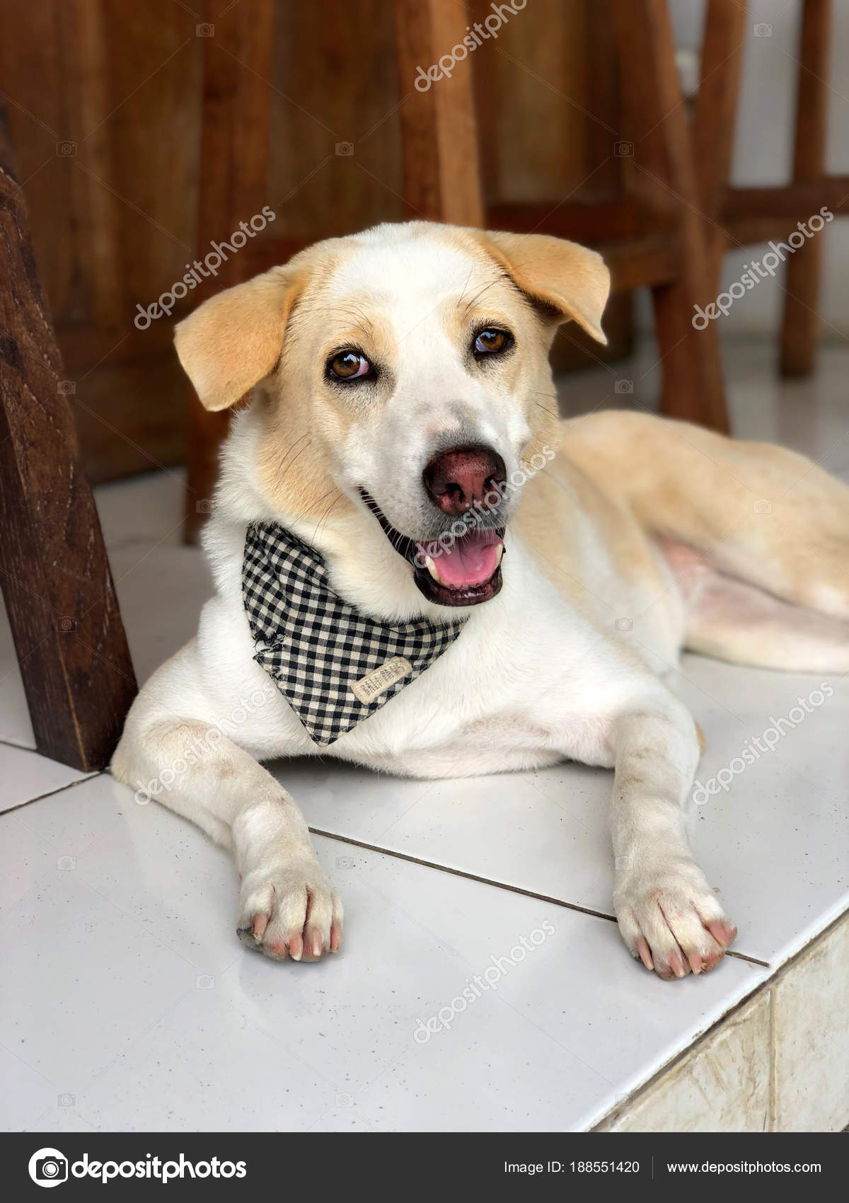 Ein Weißer Hund Ein Mischling Mit Einem Stylischen Bandana Den