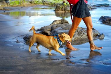 Endonezya, Bali, Canggu - 15 Mart 2018: Beach Eko. Plaj boyunca siyah kum boyunca tabaklanmış kız yürüyor. Bir bağ içinde beyaz bir köpek tasmalı genç bayan yanındadır.