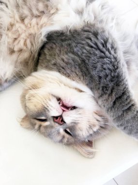 Tembel bir gri kedi sırtında yatıyor ve uyur. Ağzını aç ve dilinizi. Beyaz arka plan, sandalye. Kopya alanı ile Üstten Görünüm