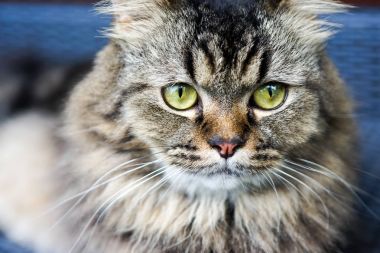 Bir kedi bir Cheshire Kedisi gibi gözleri ile portresi.