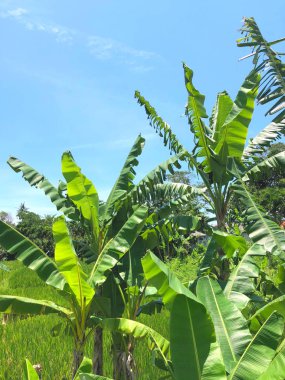 Mavi gökyüzüne karşı muz ağaçları. Bali, Endonezya.
