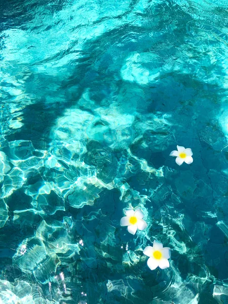 Las Flores Frangipani Flotan Agua Azul Piscina Villa Bali Ubud — Foto de Stock